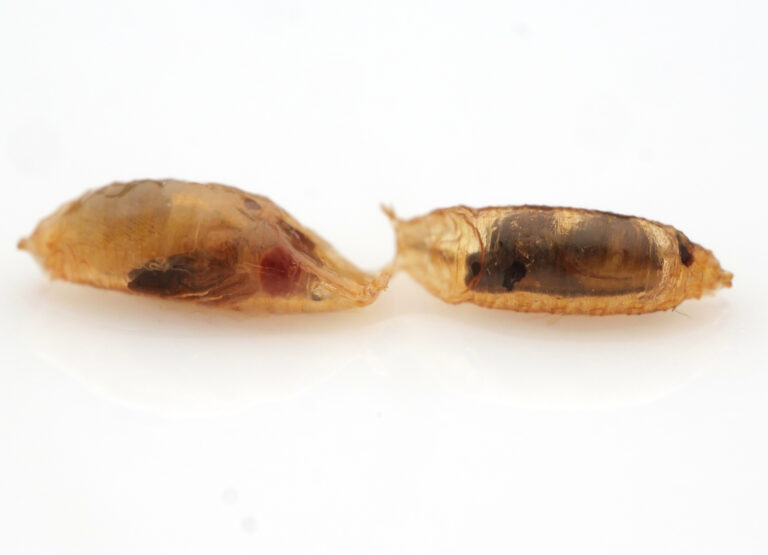 Vylíhne se hostitel, nebo vetřelec? Obě kukly patří octomilce Drosophila melanogaster, ale v té napravo se připravuje k vylíhnutí parazitická vosička Leptopilina boulardi. Foto Phil Hönle.