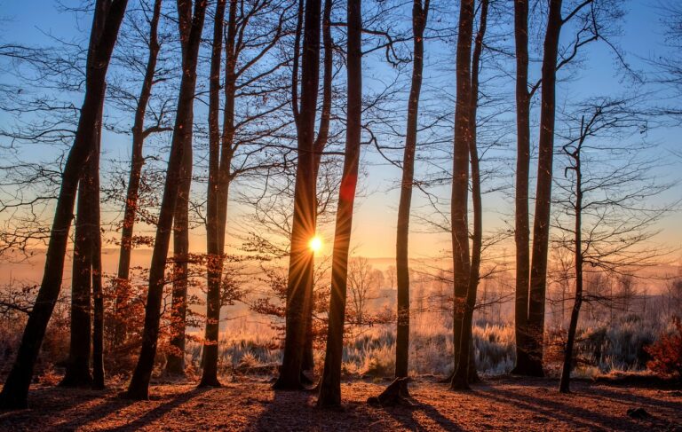 Vědci chtějí vytvořit lesy, které měly téměř v celé Evropě dlouhou tradici po stovky let. Foto: Pixabay