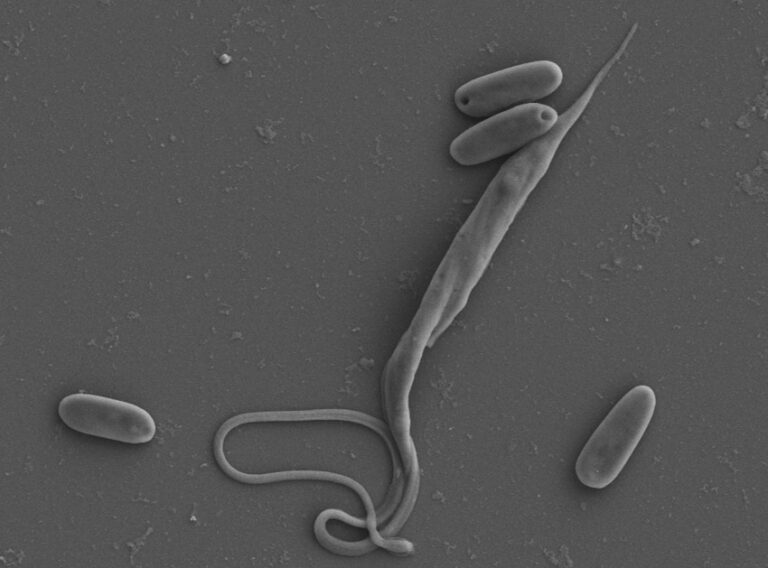 Parazitický prvok Blastocrithidia v sobě ukrýval genetické tajemství, foto: Jan Votýpka