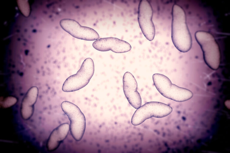 Bakterie Porphyromonas gingivalis dokáže v těle nadělat paseku.