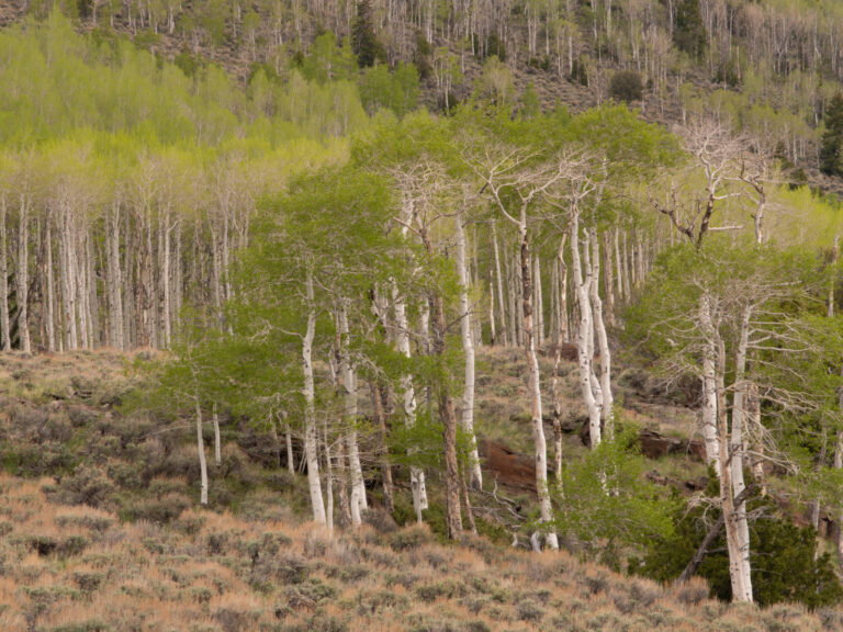 Les Pando sice vypadá obyčejně, tisíce kmenů je ale spojeno jedním kořenovým systémem.