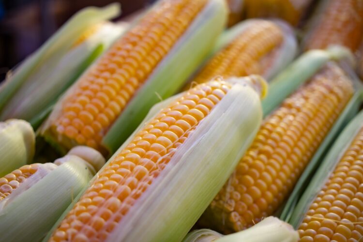 Nejvýznamnější modifikovanou plodinou, která je zároveň jedinou povolenou na území Evropské unie, je momentálně kukuřice. Zdroj: Unsplash/Wouter Supardi Salari