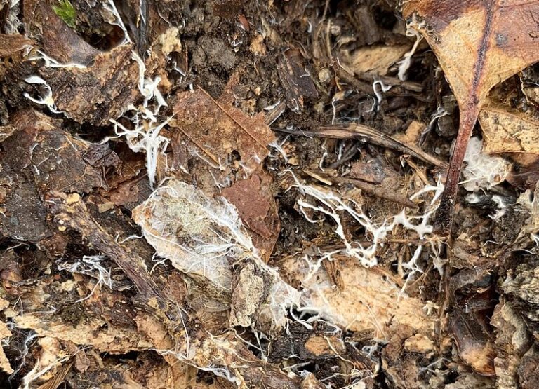 Bílá vlákna houbového mycelia jsou občas viditelná pod listy. FOTO: PerytonMango / Creative Commons / CC BY-SA 4.0