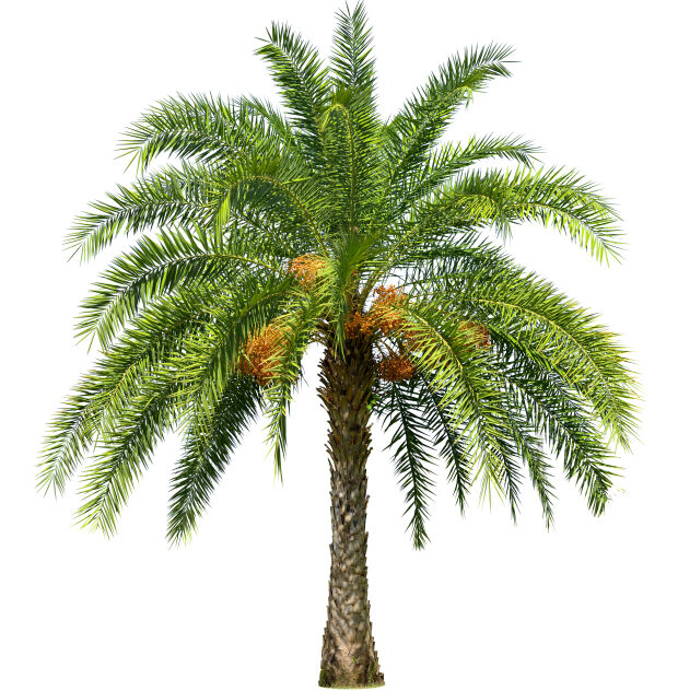 Datlová palma může vyrůst až do výšky pětipodlažní budovy.