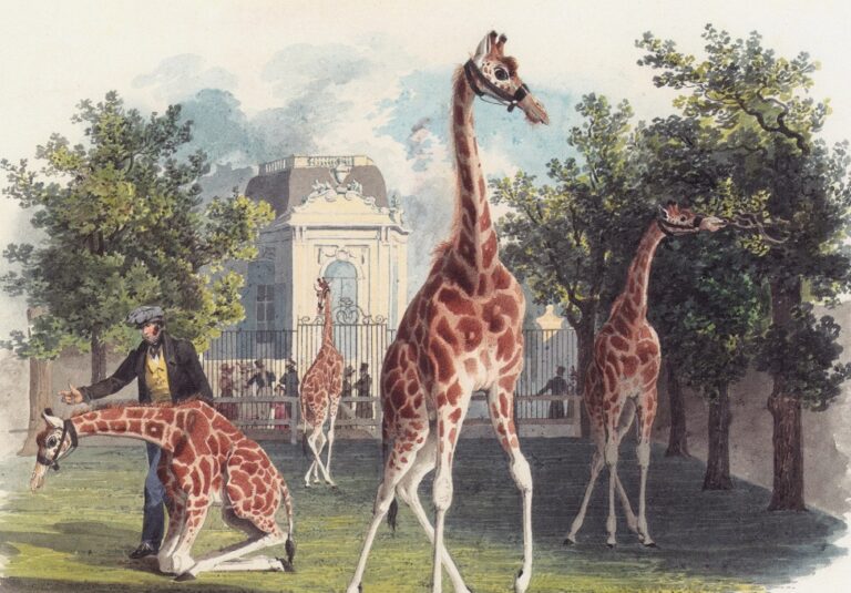 Žirafa se stala vídeňskou atrakcí číslo jedna.