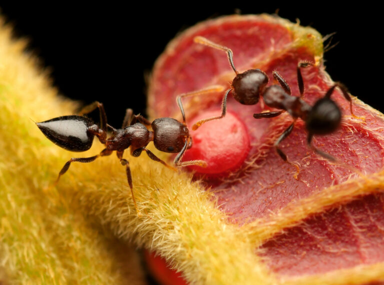 Tropičtí mravenci konzumují velkou rozmanitost potravy, kde se některé druhy specializují na lov hmyzu nebo naopak na cukry. Zde se mravenec rodu Crematogaster živí na cukerných výměšcích poskytované tropickou rostlinou. Papua Nová Guinea. Foto: Philipp Hoenle