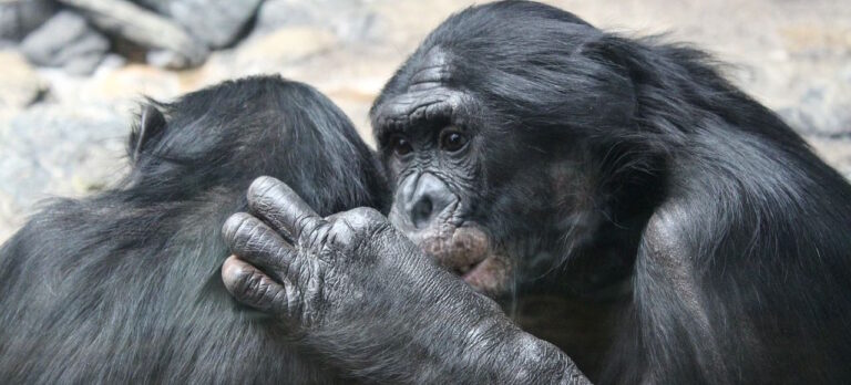 Bonobo jsou jedním ze dvou druhů šimpanzů, tím druhým je známější šimpanz učenlivý. Foto: Pixabay