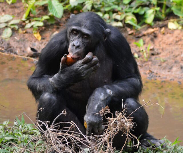 Bonobové nejen že si pamatují na své příbuzné, ale i na kvalitu vztahů, které s nimi měli. Foto: Pixabay