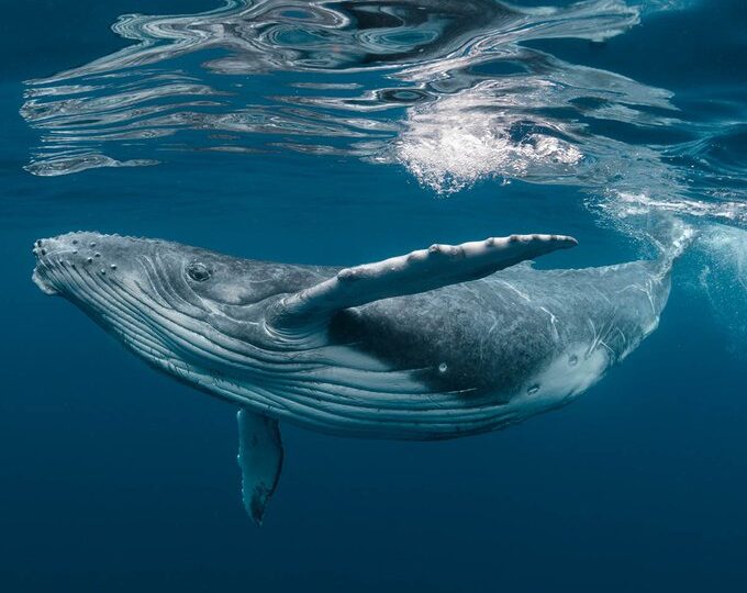 Byly za vším jen obyčejné velryby?