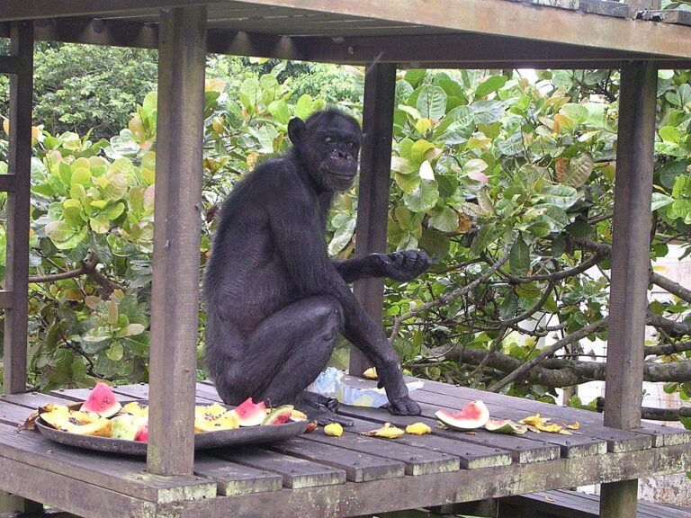 Někteří kritici výzkumníky osočili z toho, že agresivitu u šimpanzů sami podpořili tím, že divoká zvířata krmili. FOTO: Delphine Bruyère / Creative Commons / CC BY-SA 3.0