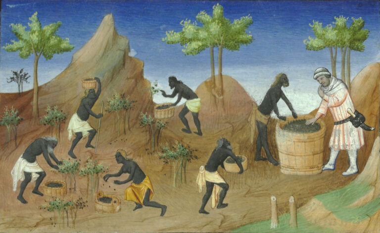 Středověká ilustrace: domorodci na Molukách sklízejí pepř.