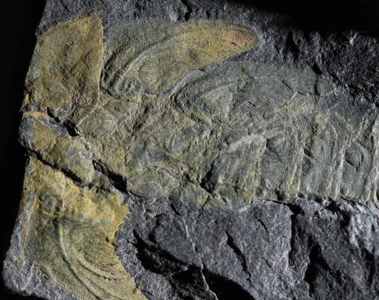 Zkamenělina larvy nově popsaného druhu K. brauneri (jedinec č. F137). Částečně jsou zachovány křídelní pochvy na obou stranách těla. Foto: Jakub Prokop