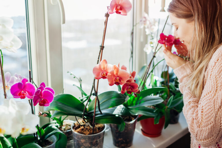 U nás jsou nejobvyklejší orchideje rodu Phalaenopsis, Oncidium a Dendrobium.