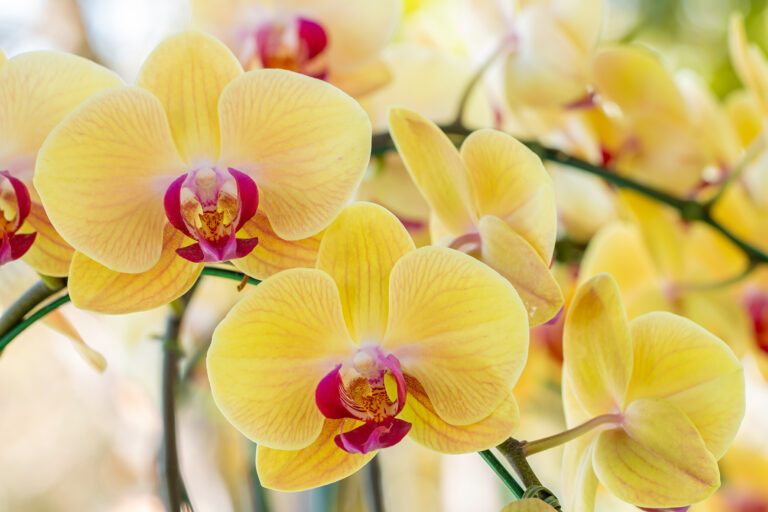 Orchideje nesnáší průvan, větrejte proto opatrně.