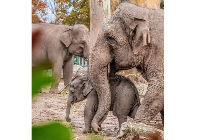 Sloní matky rodí nejtěžší suchozemské novorozence na světě. FOTO: Unsplash