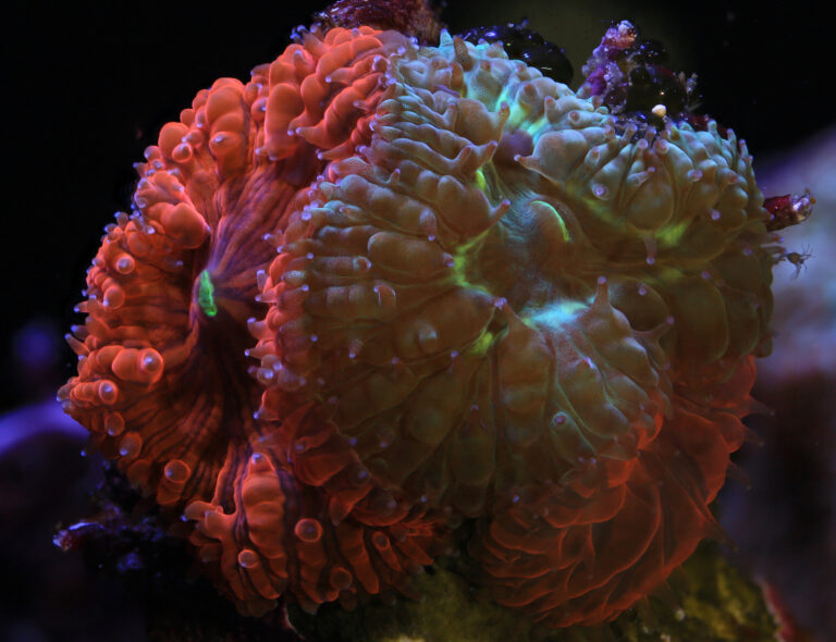 Vůbec první přímý přenos rozmnožování mořských korálů v umělých podmínkách se podařilo zachytit vědcům z londýnského Mordenu. Foto: Coral Spawning Lab/Canon