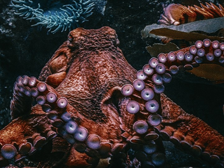 Chobotnice nakladou desítky tisíc vajíček, která následně střeží jako oko v hlavě. FOTO: Unsplash