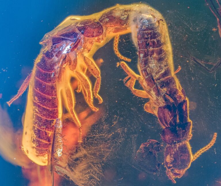 Milostná dvojice na věčné časy. Tento detailní snímek zkamenělých termitů ukazuje paralelní pozici dvou jedinců zalitých v jantaru. Větší samice (vlevo) se stále dotýká menšího samce (vpravo).
