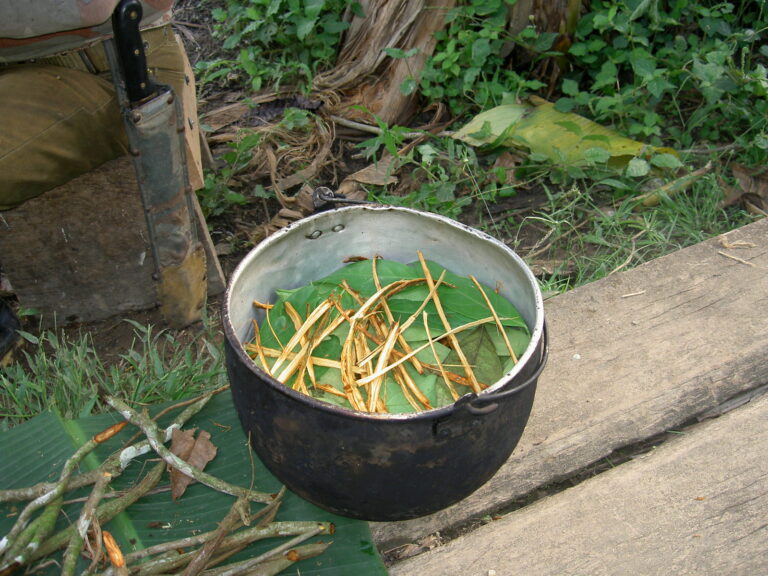 Nápoj ayahuasca má kontroverzní pověst. V Jižní Americe jde o častou součást rituálů.