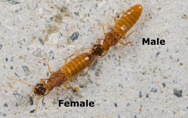 Tandemový běh. Současní termiti tvoří při běhu za sebou přímou linii. Během tandemového běhu se jeden partner ústním ústrojím drží zadečku druhého, aby se při průzkumu nového hnízdiště udrželi pohromadě.