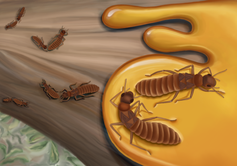 Umělecké ztvárnění fosilizace páření. Pryskyřice pomalu stéká po stromě, termiti se přilepí na lepkavém povrchu a nakonec zkamení v jantaru. Obrázek: Anna Prokhorova.