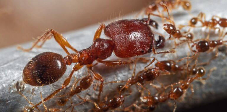 Mravencům Pheidole megacephala se přezdívá mravenci s velkou hlavou.