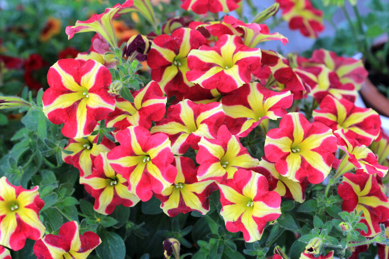 Zářivé barvy petunií ještě více vyniknou v pruhovaném vzoru květů.
