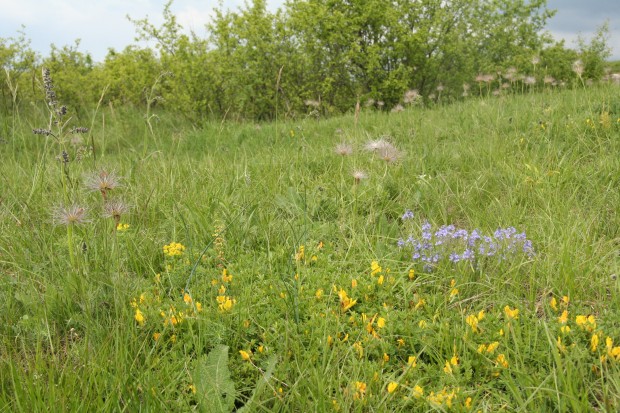 Stránská skála s odkvétajícím koniklecem velkokvětým (Pulsatilla grandis), modře kvetoucím rozrazilem rozprostřeným (Veronica prostrata) a žlutě kvetoucími nízkými keříky čilimníku řezenského (Chamaecytisus ratisbonensis). Foto: Zdeňka Lososová