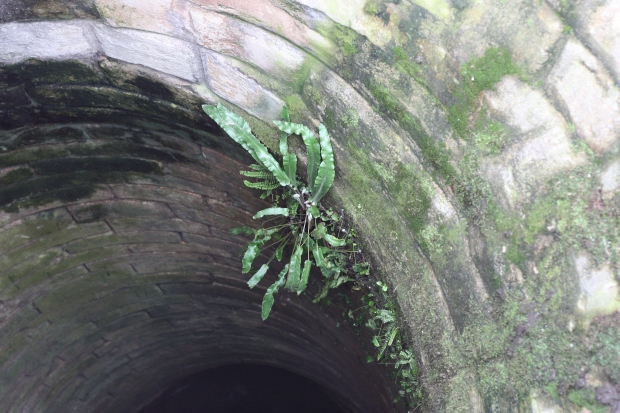 Kapradina jelení jazyk celolistý (Asplenium scolopendrium) ve studni na Špilberku. Foto: Deana Láníková