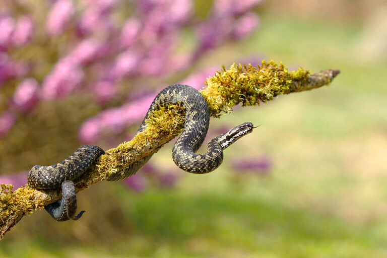 U nás žije pouze jediný druh jedovatého hada – zmije obecná (Vipera berus).