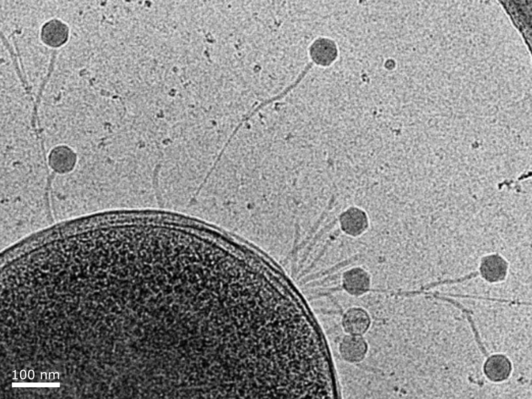 Infekce bakterie Pseudomonas aeruginosa fágem JBD30. Snímek z transmisního kryo-elektronového mikroskopu zobrazuje bakterii P. aeruginosa s fágy JBD30 navázanými na pilech Foto: CEITEC MUNI