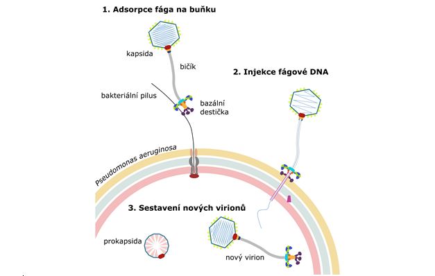Schéma replikačního cyklu fága JBD30Foto: CEITEC MUN
