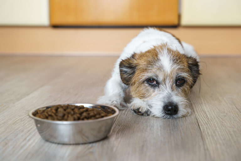 Pokud potravu zcela odmítá, zajděte s ním neprodleně k veterináři.