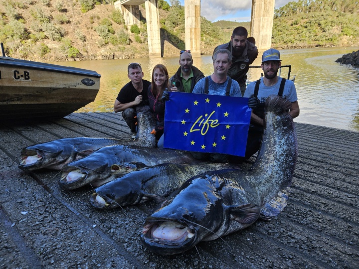 Tým českých a portugalských odborníků s částí úlovku metodou long-lines, v popředí sumec (222 cm a 76,5 kg). Foto: Filipe Ribeiro