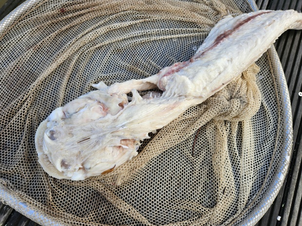 Natrávený sumec o velikosti přes 80 cm vyvržený velkým sumcem nedlouho po ulovení. Foto: Martin Čech