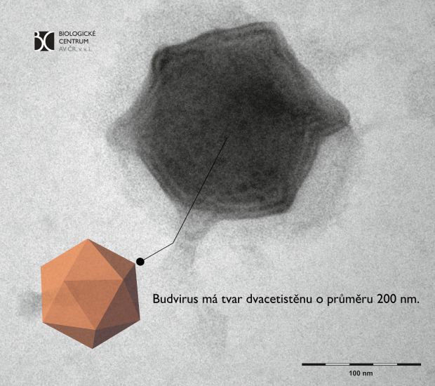 Budvirus dvacetistěn: Nově objevený Budvirus má tvar pravidelného dvacetistěnu o průměru 200 nanometrů. Foto viru BC AV ČR, animace pochází od Joe Hills z Pixabay (Content License)