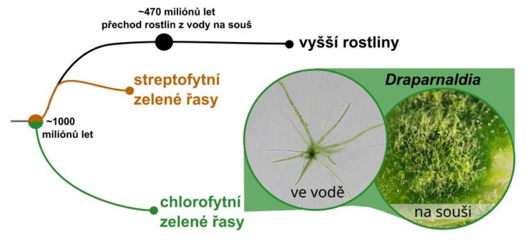 Vztahy Draparnaldie k suchozemským rostlinám.