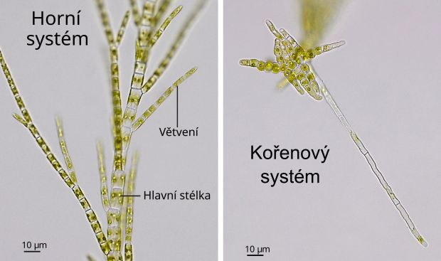 Draparnaldia se skládá ze dvou různých částí: rozvětvený horní buněčný systém (vlevo) a jednoduše strukturovaný kořenový systém (vpravo).