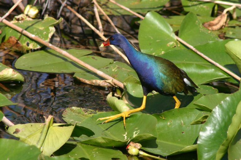 Americký gallinule nachový – vědci tvrdí, že změna klimatu zmatňuje honosné peří. Wikimedia.org