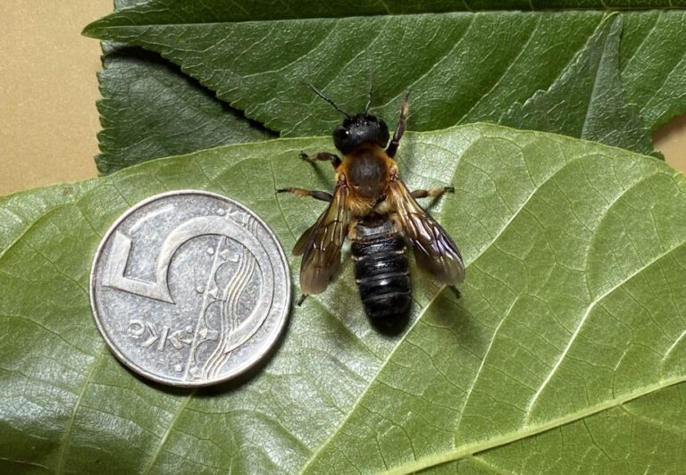 Staňte se „vědcem“. Zkuste čalounici najít, vyfotografovat, nebo ideálně i odchytit a zmrazit pro pozdější identifikaci. Fotografie a informace o odchytu jedinců zasílejte na email: kamil.holy@carc.cz