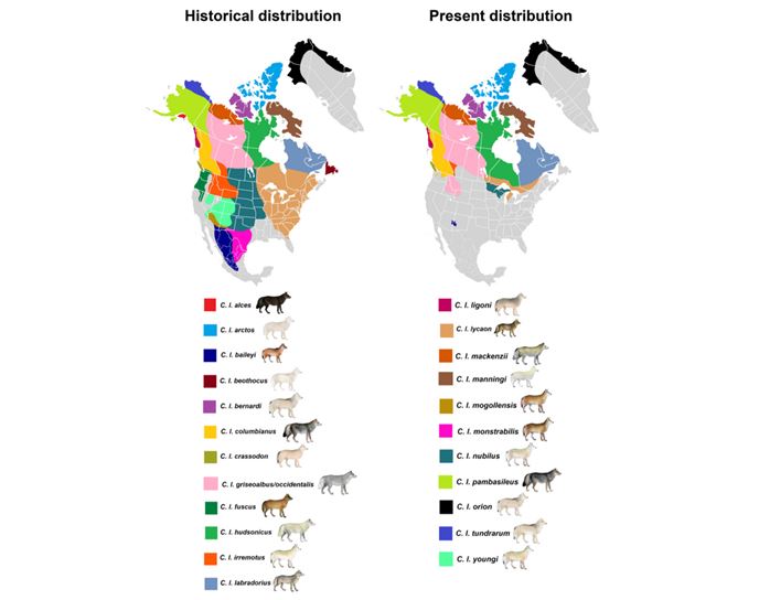 Analýzy DNA ukázaly, že mořští vlci tvoří jedinečnou populaci odlišnou od vnitrozemských vlků.