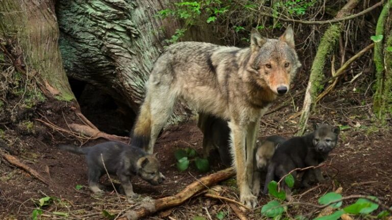 Místo jelenů dávají přednost škeblím, krabům a lososům, které nacházejí přímo v oceánu.