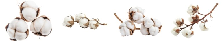 Když se podíváme na bavlník, nemůžeme se divit Řekům, že psali o „stromu s vlnou“.