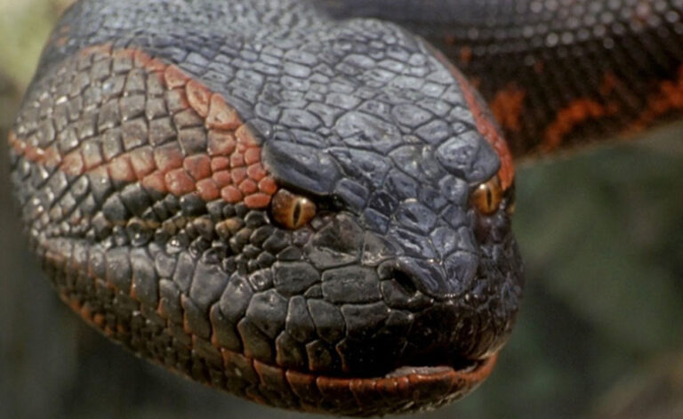 Jako z Harryho Pottera. V podzemí malebného hradu se měl dle jedné dávné pověsti ukrývat obrovský a krvežíznivý had.