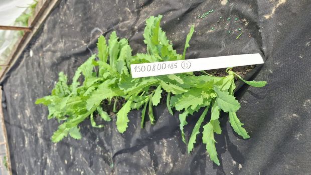 Jde o unikátní vědecký úspěch nejen v českém měřítku. Na snímku odrůda Buddha z Maďarska, foto: CARC