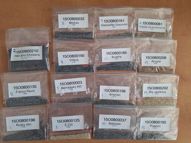 Obsah alkaloidů se mezi odrůdami výrazně liší – některé typy je mají přirozeně minimální, jiné více. Foto: CARC