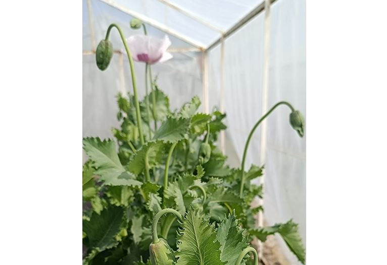 Už ve 13. týdnu růstu rostliny lze odhadnout, jaký bude konečný obsah látek v tobolkách – bez nutnosti rostlinu poškodit. Modran (Česko), foto: CARC