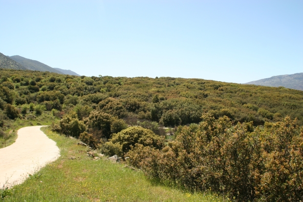 Zarůstající krajina / lokalita hustého lesa v Řecku.