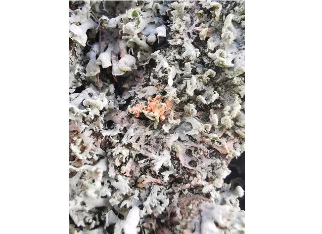 Erythricium aurantiacum, foto: Wikipedia/commons