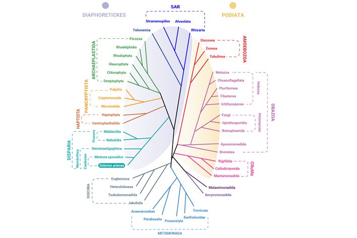 Ilustrace stromu eukaryotického života; tyrkysově je vyznačena nová superskupina Disparia.